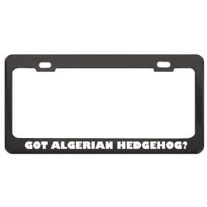 Got Algerian Hedgehog? Animals Pets Black Metal License Plate Frame 