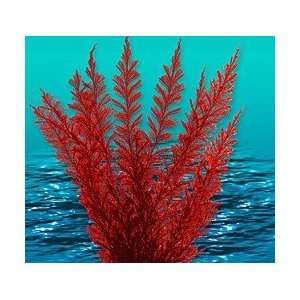   : Natures Image Aqua Fern Red Large 8 Aquarium Plant: Pet Supplies