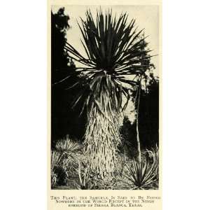  1912 Print Plant Samuela Sierra Blanca Texas Botanical 