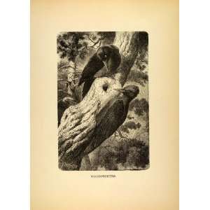  1885 Lithograph Woodpeckers Bird Tree Fauna Forest 