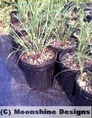 year old plants shown above