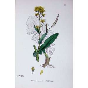  Botany Plants C1902 Wild Neveu Brassica Campestris
