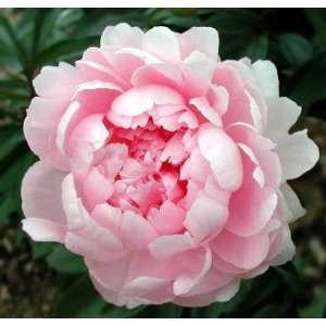  Gift Wrapped Pink Peony. Great Gift. Patio, Lawn & Garden