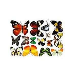 : Baby/nursery Reusable Butterfly Peel and Stick Wall Decals/stickers 