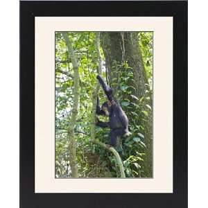  Framed Prints of Chimpanzee   juvenile climbing on vines 