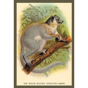    The White Footed Sportive Lemur 24x36 Giclee: Home & Kitchen