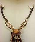 African horns, Mounts items in Big Sky Antlers store on !