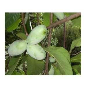  Asimina PAW PAW TREE 1 gallon, grown from seed* FREE 