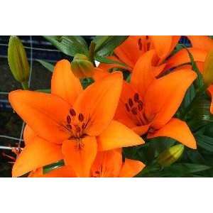  Pre cooled Lily Orange County 14 16 cm. 25 pack Patio 