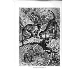  WEST AFRICAN GREEN MONKEYS NATURAL HISTORY 1893 94: Home 