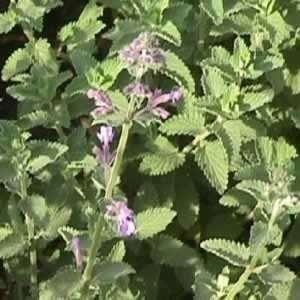    Catmint   Six Hills Giant   #1 Container Patio, Lawn & Garden
