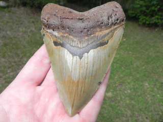 4a Megalodon Miocene Fossil Shark Tooth OCEAN FOUND !!!  