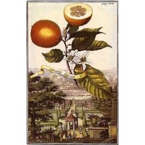  Citrus Fruit 6 Of 8 Poster Print