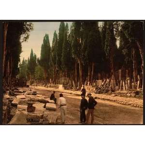    Cypresses to cemetery,Scutari,Constantinople,Turkey