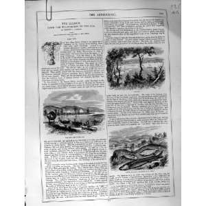  Art Journal 1860 Fishing Sturgeon Overslagh Coxsakie