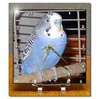 3dRose LLC Birds   Blue Parakeet   Wall Clocks
