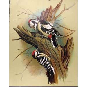  Pied Woodpecker Male Barred Old Print Fine Art Color