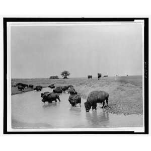  Buffalo at water,Bison,Yellowstone National Park,c1905 