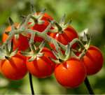 Heirloom Tomato Seeds Matts Wild Cherry  