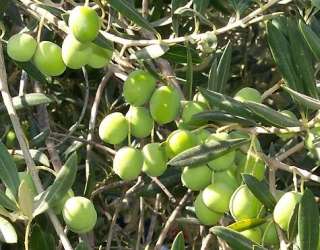 the olive tree is surely the richest gift of heaven