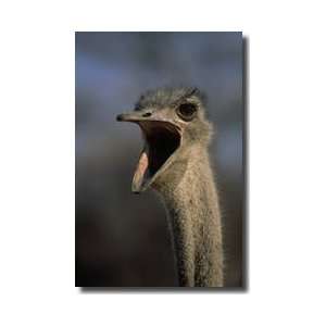 Ostrich Calling Africa Giclee Print:  Home & Kitchen