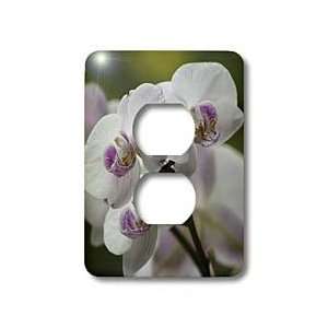  Orchid Flower Designs   ORCHID   P   Light Switch Covers   2 plug 