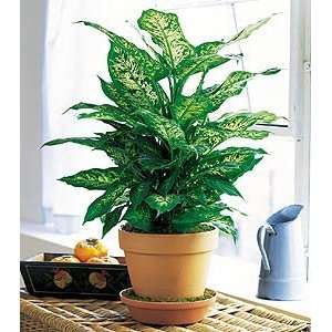  Dieffenbachia   Same Day Delivery Available Patio, Lawn 