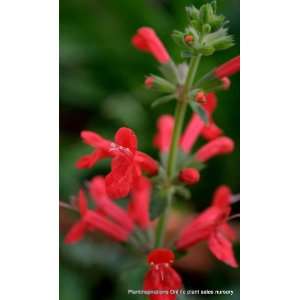  10 PINEAPPLE SAGE Red Salvia Elegans Herb / Flower Seeds 
