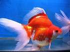 Live Fancy Chinese Goldfish  10 of 2.5 Assorted Color Butterflytail 