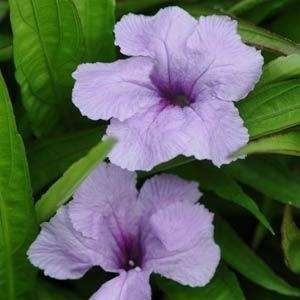 SOUTHERN STAR RUELLIA BLUE PINK AND WHITE 20 SEEDS  