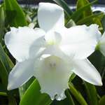 SC24 Orchid Plant Blc Hawaiian Wedding Song Virgin HCC/AOS
