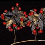 10 graines ARBRE BOIS DE SANTAL (adenanthera pavonina)  