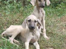   per Cani   Cuccioli e cani in Toscana in vendita su  Annunci