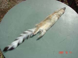Ringtail pelt~tanned skin for animal hides collections  