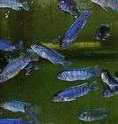 Live Tropical Freshwater Fish  2Pseudotroph​sCichlid x3