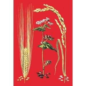  Grains Barley, Buckwheat, and Rice #2   16x24 Giclee Fine 