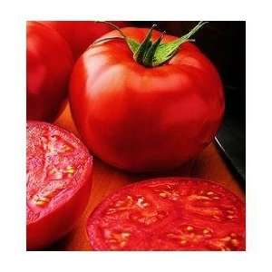  New Yorker Tomato 35 Seeds   Bush Beefsteak Type Patio 