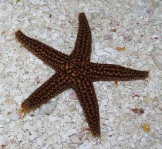 RED STARFISH   SOFT CORAL & LIVE CORAL SAFE  