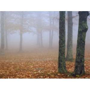  Autumn View of a Foggy Deciduous Forest, USA Photographic 