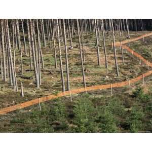  Deer Fence Protects Tree Plantation, Red Tape Reduces 