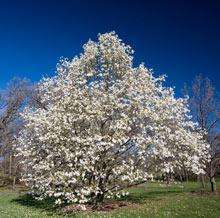 Gorgeous Blooming Sweet Bay Magnolia Trees Free Ship  
