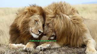 wonderful paintingthe pally lion couple on canvas  