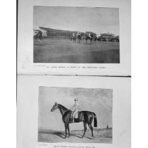  1904 St Leger Horses Doncaster Stands Racing Sport