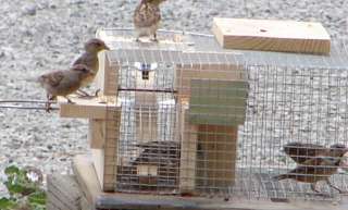 self resetting repeating house sparrow trap