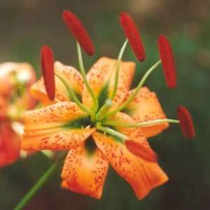 Henryi Speciosum Lily Lilium Flower Bulb Turks Cap  