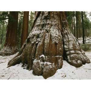  The Snow Dusted Trunk of a Giant Sequoia Tree in Mariposa 