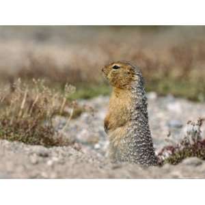  An Arctic Ground Squirrel Surveys His Surroundings Near 