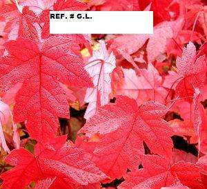   ORDER SALE STARTER SEEDLINGS RED MAPLE TREE QUANTITY(20) FRESH  