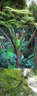 Slender Tree Fern (Cyathea robertsiana)   Fresh Spore  
