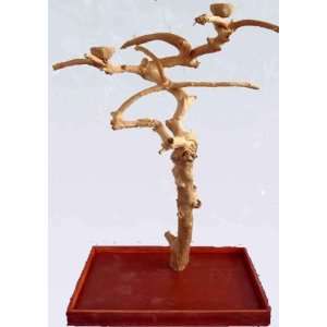  Java Wood Tree Parrot Play Stand Large Carved AE 300L Pet 